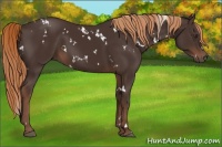 Horse Color:White Spotted Liver Chestnut