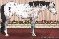 Horse Color:Brown Ice Appaloosa 