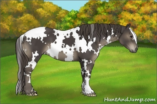 Horse Color:White Spotted Smoky Black 