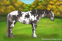 Horse Color:White Spotted Smoky Black 