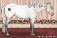 Horse Color:Silver Brown Roan Dun Appaloosa