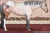 Horse Color:Brown Roan Appaloosa 