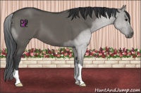 Horse Color:Grullo 
