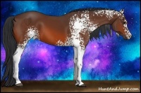 Horse Color:White Spotted Bay 
