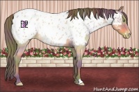 Horse Color:Nacre Amber Champagne Roan Appaloosa