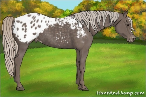 Horse Color:Silver Black Appaloosa 