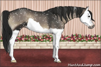 Horse Color:Gray Blue Onyx Splash Appaloosa 
