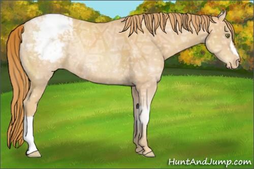 Horse Color:Gold Champagne Ice Appaloosa Rabicano 