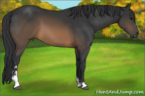 Horse Color:Brown Sabino