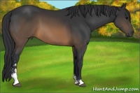 Horse Color:Brown Sabino 