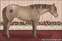 Horse Color:Black Pearl