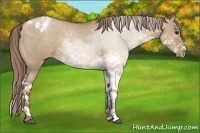 Horse Color:Grullo Pearl Sabino Appaloosa 