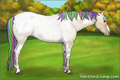 Horse Color:Painted Grullo Pearl Tobiano Appaloosa Rabicano