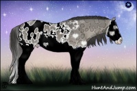 Horse Color:Grullo Ice Onyx Splash Appaloosa 