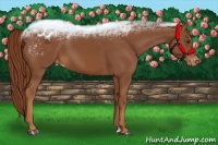 Horse Color:Chestnut Sabino Appaloosa 