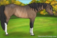 Horse Color:Buckskin Rabicano 