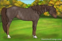 Horse Color:Liver Red Roan Rabicano 