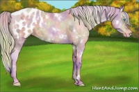 Horse Color:Nacre Watercolor White Spotted Silver Buckskin Ice Pearl Appaloosa 