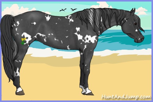 Horse Color:White Spotted Blue Roan 