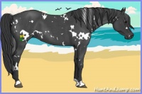 Horse Color:White Spotted Blue Roan 