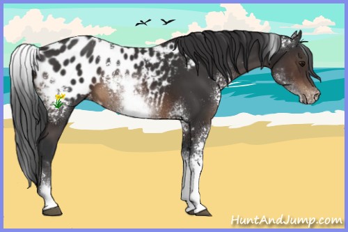 Horse Color:White Spotted Brown Appaloosa 