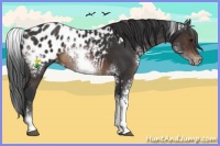 Horse Color:White Spotted Brown Appaloosa 