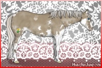 Horse Color:Silver Grullo Splash 