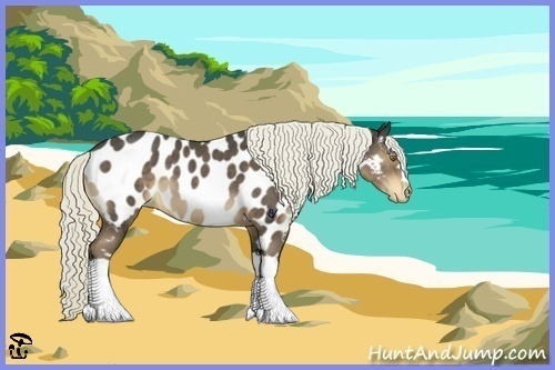 Horse Color:Liver Chestnut Appaloosa 