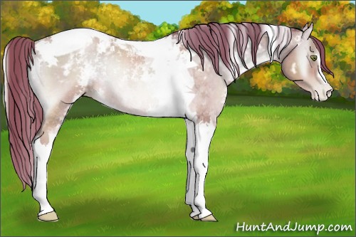 Horse Color:White Spotted Buckskin Pearl Onyx Tobiano Rabicano 