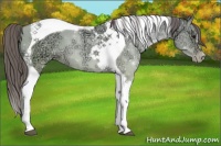 Horse Color:Grullo Ice Pearl Tobiano 