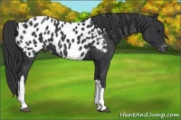 Horse Color:Black Appaloosa