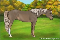 Horse Color:Chocolate Palomino 