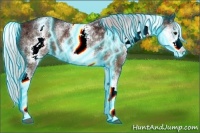 Horse Color:Thunderstruck White Spotted Silver Brown Ice Appaloosa