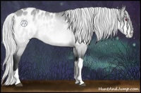 Horse Color:Silver Bay Chinchilla Appaloosa 