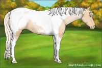 Horse Color:Silver Buckskin Pearl Tobiano Varnish