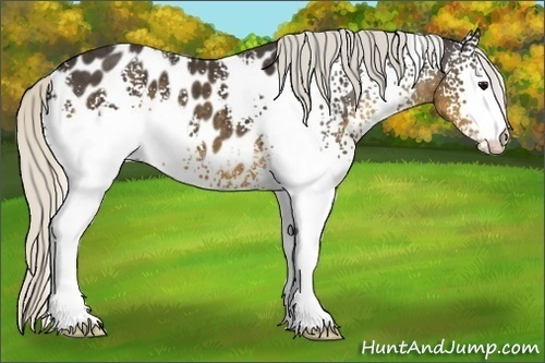 Horse Color:White Spotted Silver Smoky Black Appaloosa