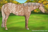 Horse Color:Palomino Roan Pearl  and Red Roan 