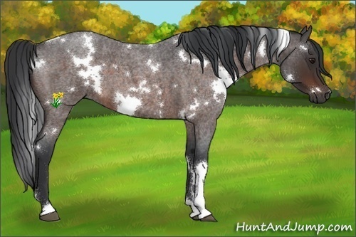 Horse Color:White Spotted Brown Roan 