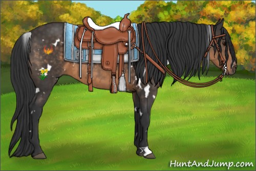 Horse Color:White Spotted Buckskin