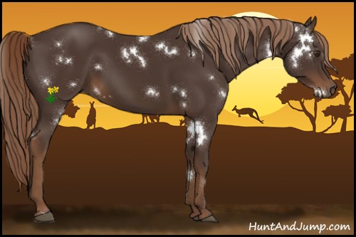 Horse Color:White Spotted Liver Chestnut Sabino 