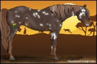 Horse Color:White Spotted Liver Chestnut Sabino 