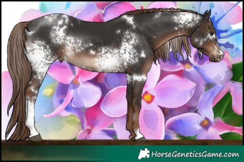 Horse Color:White Spotted Liver Chestnut