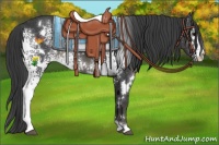 Horse Color:White Spotted Smoky Black 