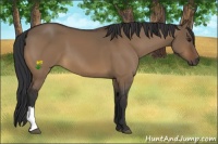 Horse Color:Bay Dun