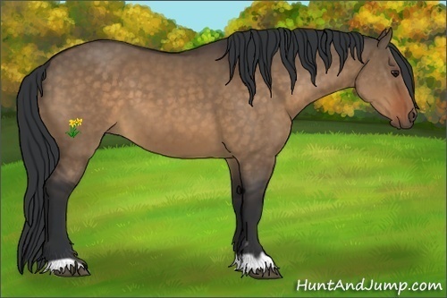 Horse Color:Brown Dun