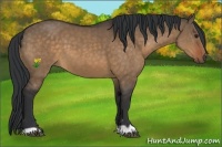 Horse Color:Brown Dun