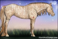 Horse Color:Palomino Roan Pearl  and Red Roan Pearl 