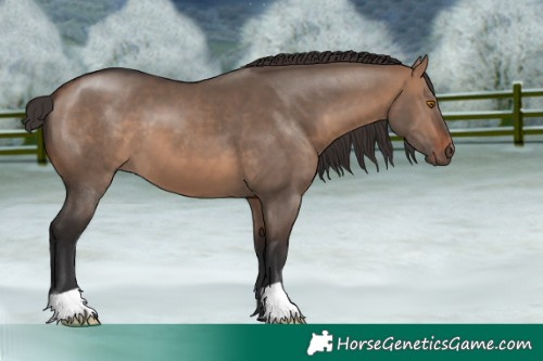 Horse Color:Bay Dun