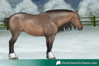 Horse Color:Bay Dun 