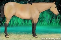 Horse Color:Buckskin 